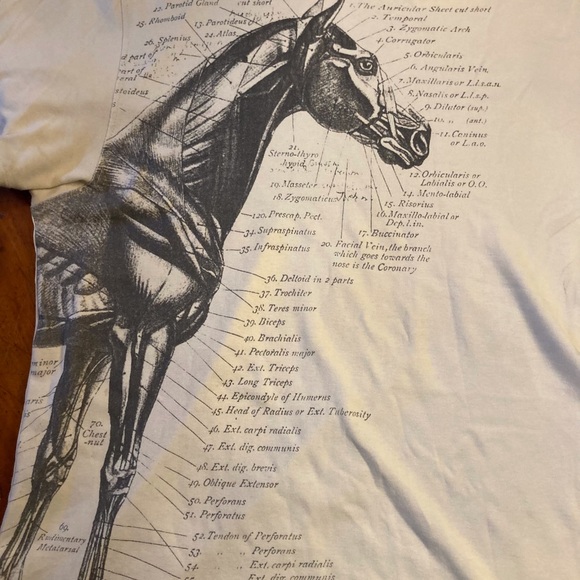 Buckler unisex cotton tee shirt Equine anatomy illustration in gray on off white - Picture 3 of 10